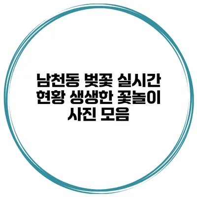 남천동 벚꽃 실시간 현황 생생한 꽃놀이 사진 모음